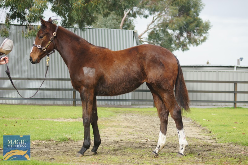 2023 Perth Winter Thoroughbred Sale Magic Millions Online Catalogue